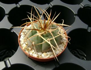 Gymnocalycium Spegazzinii Ssp.  Cardenasianum Own Root Rare Cactus 08031