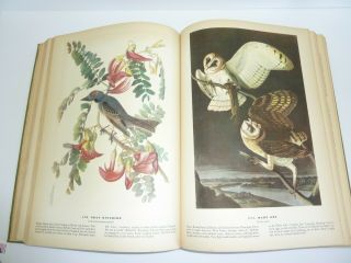 John James Audubon Birds of America Book,  Rare 1st edition 1937 3