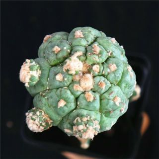 Astrophytum Asterias Kitsukow - With Rootstock - Rare Cactus Cacti 3769