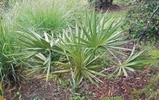 Sabal Etonia Live Plant.  Rare Cold Hardy Palm.