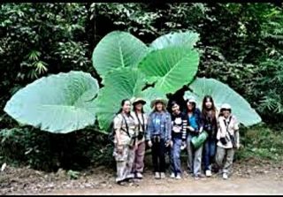 A Bulb Giant Elephant Ear Taro Rare Plant For Tropical Garden