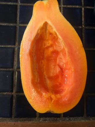 20 Maui Sweet Papaya Seeds Fresh Rare Fruit Tree Seeds Plant