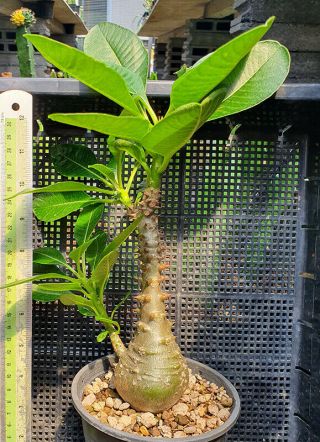 12.  Pachypodium Windsorii (from Seed) Very Rare And Succulent