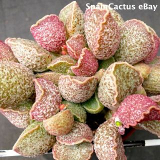 Adromischus Marianiae Cv.  Obxydiana King Size Hybrid Rare Succulent Plant 30/6