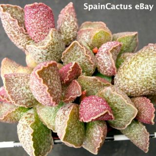 Adromischus marianiae cv.  Obxydiana KING SIZE HYBRID rare succulent plant 30/6 3