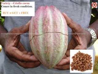 Criollo Cocoa Live Fresh 01 Pod Theobroma Cacao Seasonal Rare Fruit,