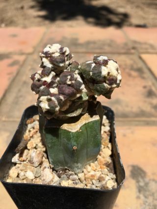 Ariocarpus Retusus Monstrose Rare Grafted Cactus Cacti