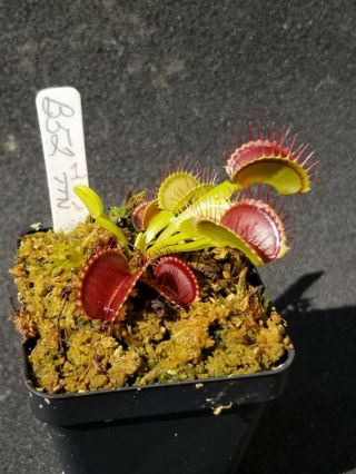 Rare Carnivorous Venus Flytrap Plant " B52 "