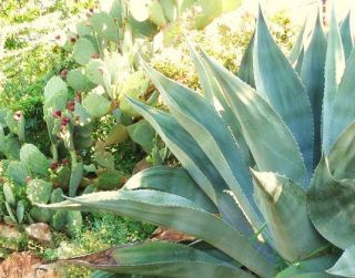 Rare Agave Salmiana @j@ Green Giant Succulent Pulque Garden Aloe Seed 50 Seeds