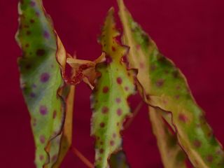 Begonia Plant Amphioxus 4 " Pot Rare Terrarium