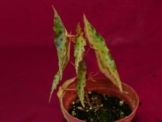Begonia Plant Amphioxus 4 