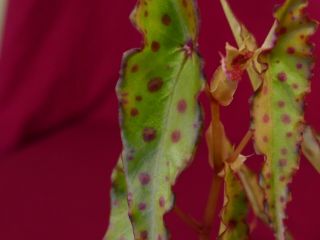 Begonia Plant Amphioxus 4 