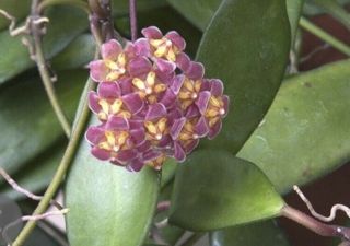 Hoya Davidcummingii Iml 0892 Rare (4 Node Cutting) Us - Fragrant - Succulent