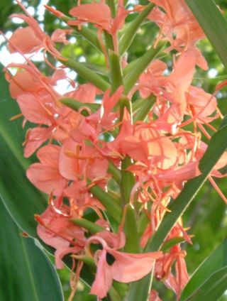 Ginger Hedychium Coral Rare Perennial Tropical Flower Live Plant Rhizome Wroots
