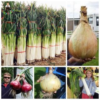 100pcs Rare Giant Garlic China Green Onion Vegetable Seeds Potted Leek Seed In B