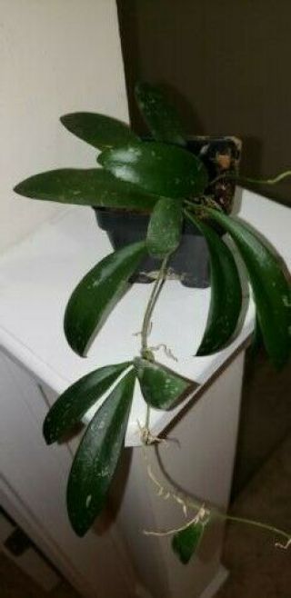 Hoya Sp.  Sabah (epc 960) Very Rare Rooted Plant Ships In 3 " Pot