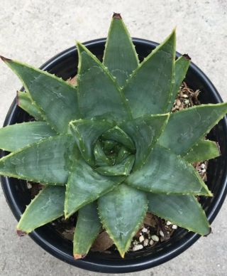 Rare Aloe Polyphylla Spiral - Cactus Succulent Agave Collector (not Variegated)