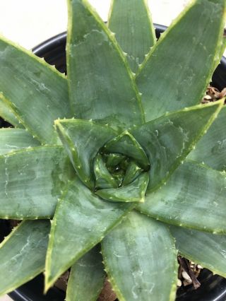 RARE Aloe Polyphylla spiral - cactus succulent agave collector (not variegated) 2