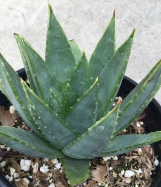 RARE Aloe Polyphylla spiral - cactus succulent agave collector (not variegated) 3