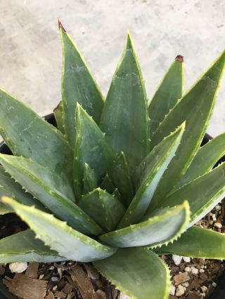 RARE Aloe Polyphylla spiral - cactus succulent agave collector (not variegated) 4