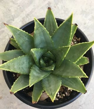 RARE Aloe Polyphylla spiral - cactus succulent agave collector (not variegated) 5