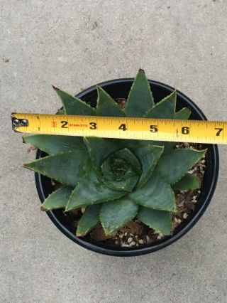 RARE Aloe Polyphylla spiral - cactus succulent agave collector (not variegated) 6