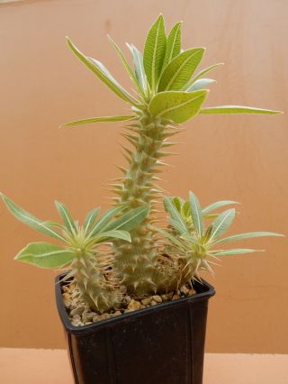 Pachypodium - Horombense - Succulent - Caudex - Rare - Madagascar - Import