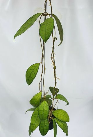 1 Pot,  20 - 22 Inches Rooted Plant Of Hoya Spp Kalimantan Extremely Rare