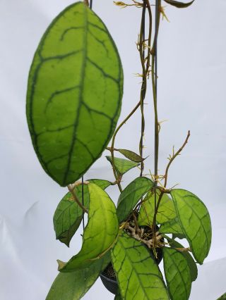 1 pot,  20 - 22 inches rooted plant of Hoya spp kalimantan Extremely Rare 2