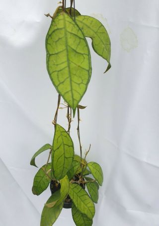 1 pot,  20 - 22 inches rooted plant of Hoya spp kalimantan Extremely Rare 3