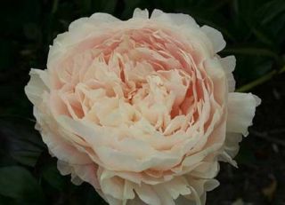 Peony Summer Glow - Small/middle Size Root - 2 - 3 Eyes In September - Rare