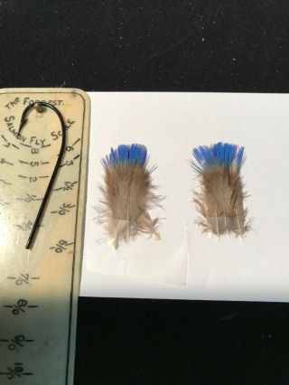 Fairy Bluebird Feathers Salmon Fly Tying Flies Rare