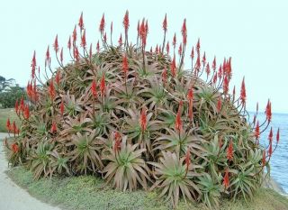 Aloe Arborescens Kranz Vera Healing Medicinal Succulent Rare Plant Seed 50 Seeds
