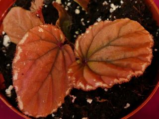 Begonia Plant Beccarii 4 " Pot Rare Terrarium