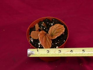 Begonia Plant Beccarii 4 
