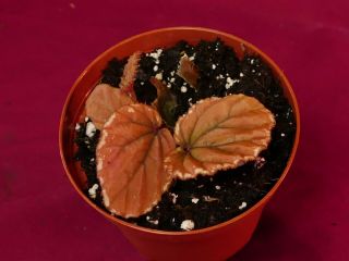 Begonia Plant Beccarii 4 