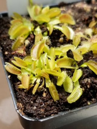 Rare Carnivorous Venus Flytrap Plant " Alien " 6