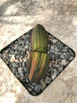 Unique And Rare Succulent Plant Gasteria Pillansii Variegate