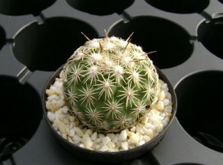 Coryphantha Kracikii Own Roots Rare Cactus 07038