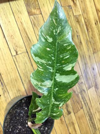 Variegated Philodendron “ring Of Fire” Rare Xl Size