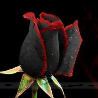 100 Seeds / Pack Rare Amazingly Black Rose Seed Flower Red Edge Seeds