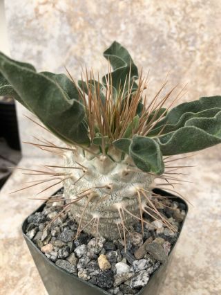 Unique And Rare Succulent Plant Pachypodium Namaquanum