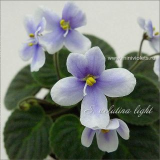 African Violet Fresh Cut Leaves: S.  Velutina Light (natural Violet.  Rare) Mini.