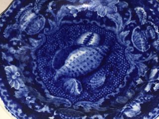 Historical Staffordshire Blue Cup Plate Sea Shells By Stubbs Rare Size 1825 2