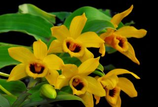 Orchid Species Rare Orchid Dendrobium Orchreatum Blooming Size 1 Plant