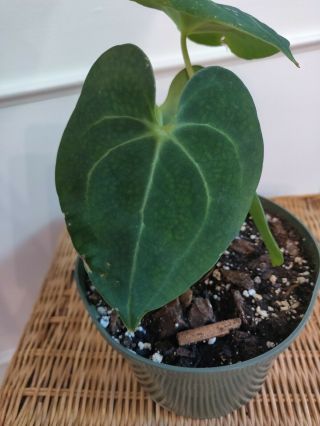 Anthurium clarinervium aroid rare 2