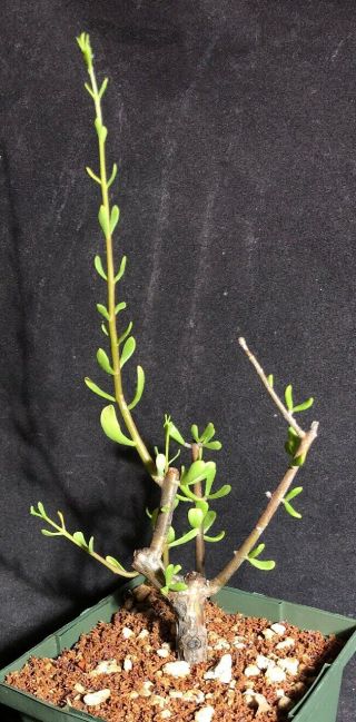 Ceraria Fruiticulosa Caudex,  Mature Plant 4.  5” Pot,  Very Rare Succulent