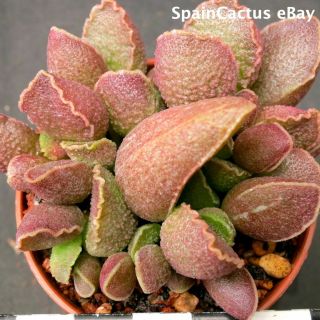 Adromischus Marianiae Cv.  Obxydiana King Size Hybrid Rare Succulent Plant 28/7