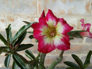 4 Years Old Adenium Desert Rose Grow From Seed Bonsai Very Rare 06