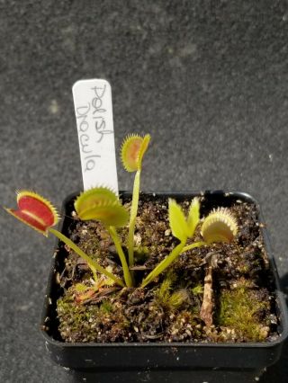 Rare Carnivorous Venus Flytrap Plant " Polish Dracula "